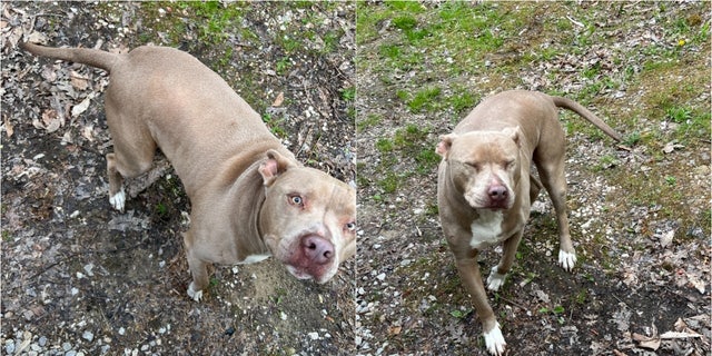 Pit bull dog named chief in two photos