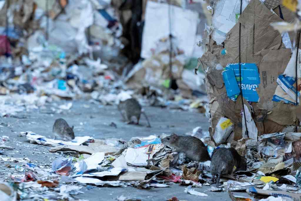 Rat in Paris surrounded by garbage.