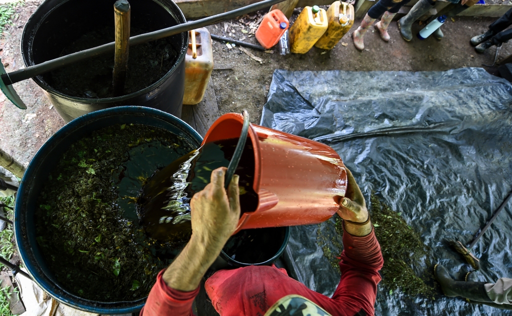 New, smaller coca-growing outfits have popped up in Colombia, Mexico, Guatemala, and Honduras, adding to the explosion of cocaine's availability.