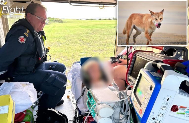 Family rescues 6-year-old girl after dingo attacks her and drags her underwater