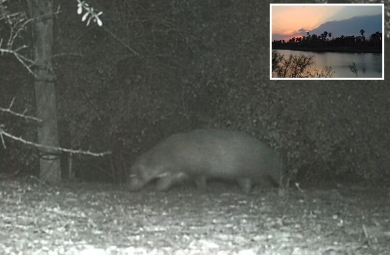 Pic of ‘mystery animal’ leaves Texas park officials stumped