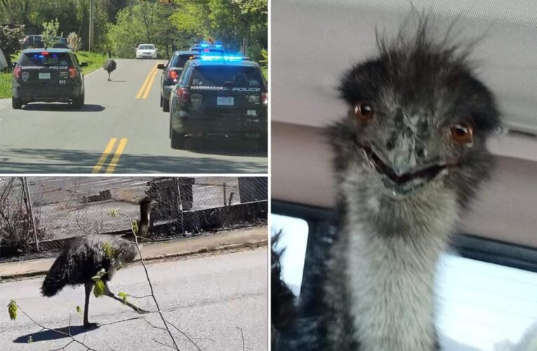 Escaped emu leads police on wild, 20 mile chase through Tennessee town: video