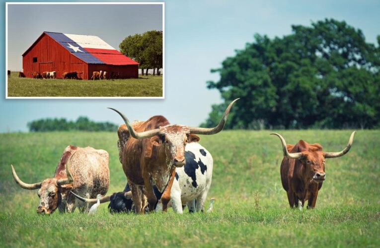 Mystery mounts as cattle turn up dead without tongues in Texas