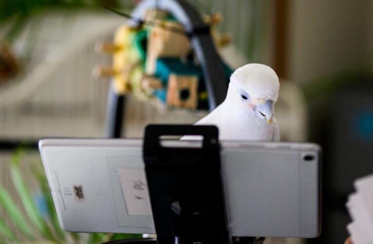 Parrots learn to make friends through video calls: study