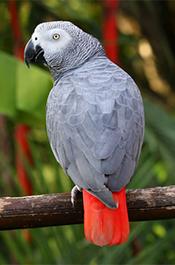 Parrot similar to the one suspect allegedly shot and killed.