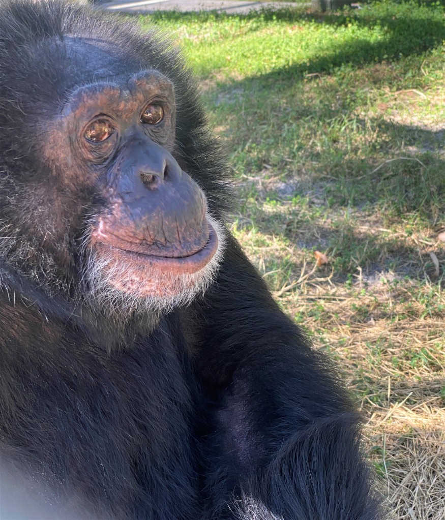 bubbles michael jackson's pet chimpanzee