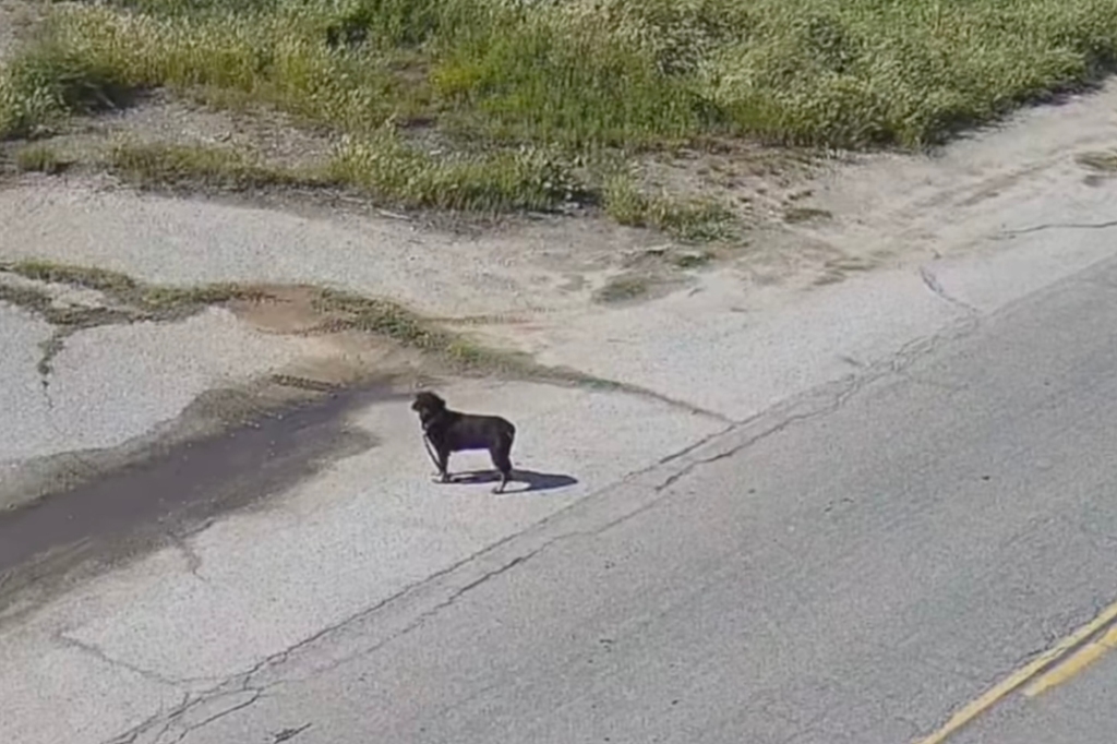 After finding a female Rottweiler roaming the rescue property last week, Loop checked his surveillance footage to find out how she wandered onto the grounds.