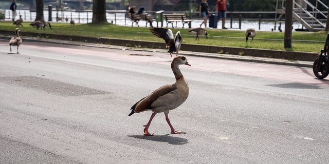 FILE- Rateb Argan was killed immediately after a Chevrolet Express van hit him when he was attempting to rescue a goose a the busy road.