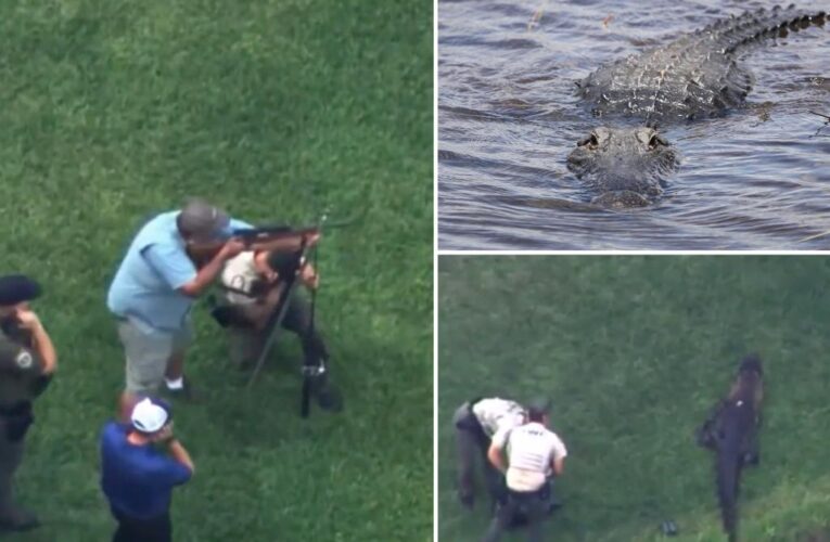 Florida man, 72, loses leg in attack by massive alligator