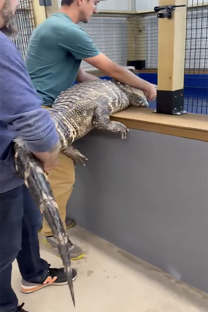 The alligator "Big Mack" measures around 8 feet long and weighs 127 pounds. 