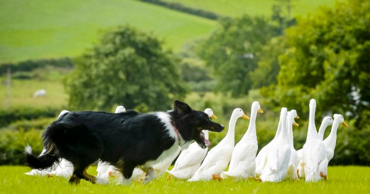 Avian flu and dogs: How to protect your pets as cases of the fatal virus rise