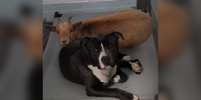 Cinnamon the goat and Felix the dog came into the center on March 13 after their owner became unable to care for them any longer. 