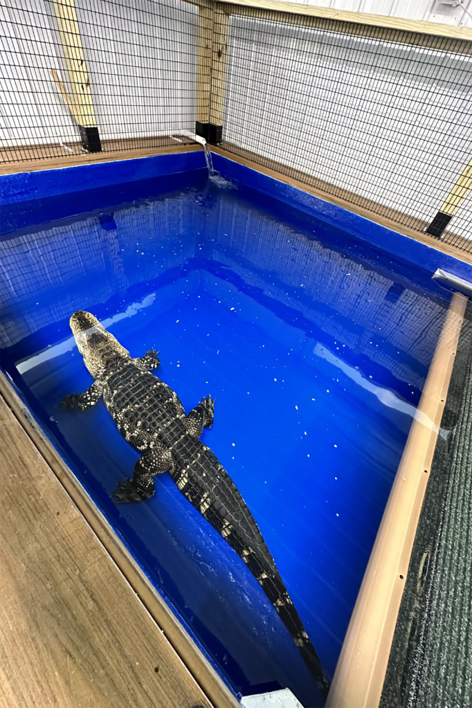 The Philadelphia couple had the alligator named "Big Mack" since he was a baby and kept him in the padlocked basement since 2012.
