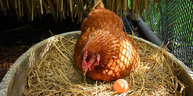 FILE- Gu snuck onto Zhong's chicken farm and used a flashlight to frighten the chickens, causing them to kill each other.