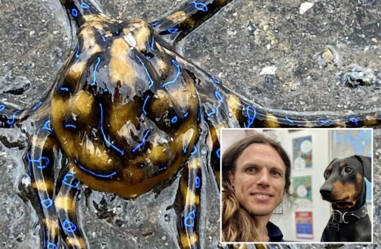 Australian man, dog have run-in with deadly blue-ringed octopus
