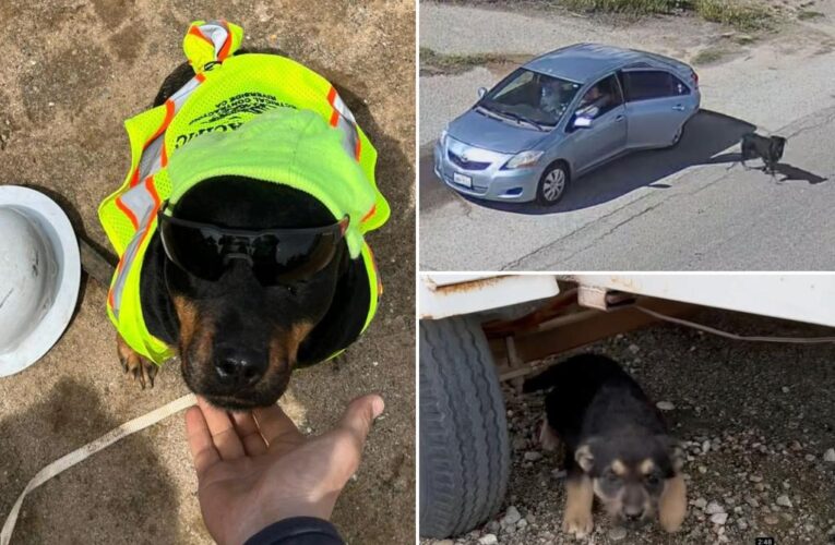 Dog owners abandon pets on California road