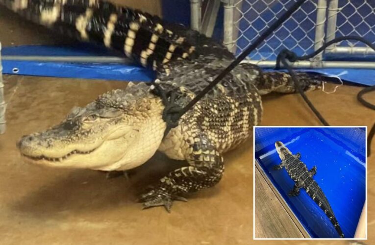 Massive 8-foot alligator removed from Philadelphia home