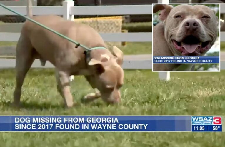 Missing Georgia dog found 470 miles from home near Kentucky border