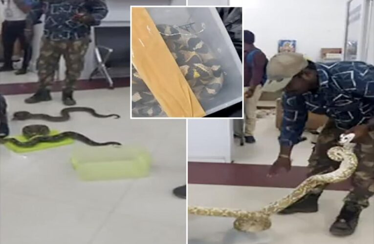 Customs officials discover 22 snakes in airline passenger’s baggage