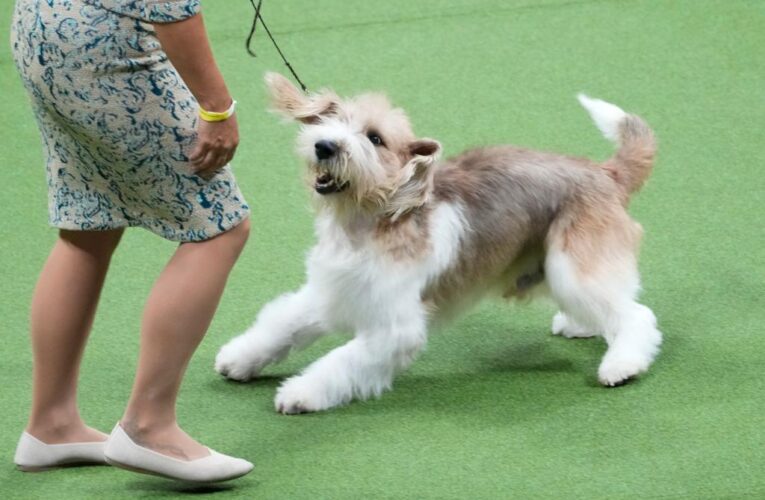 Buddy Holly the Petit basset griffon Vendéen wins