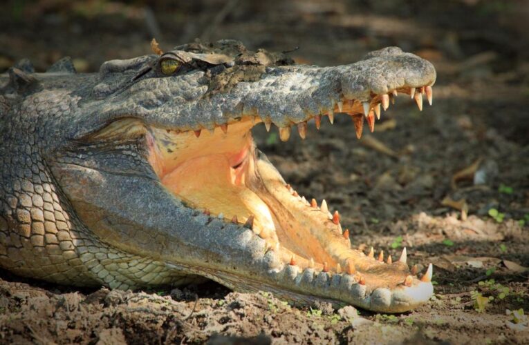 Australian man pries crocodile’s jaws from his head