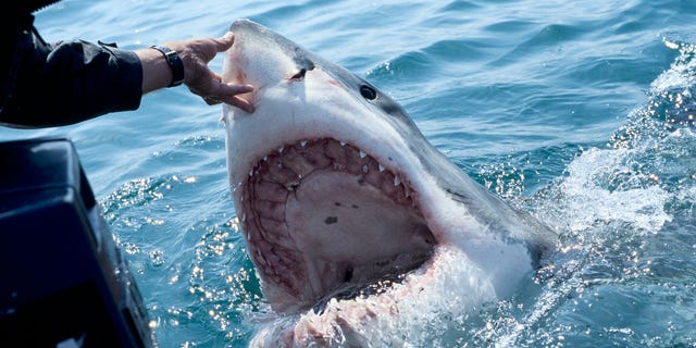 great white shark south africa