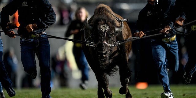 Ralphie runs on the field against Oregon