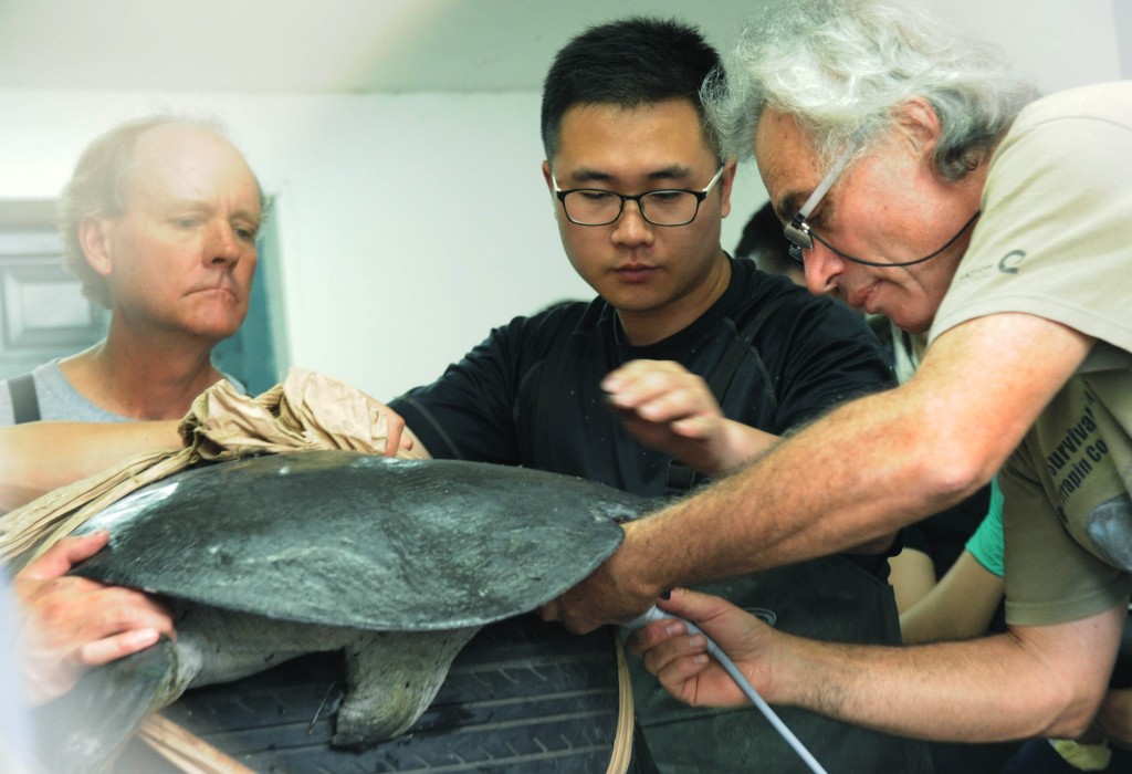 Animal experts and workers operate artificial insemination on a female Yangtze giant softshell turtle at Suzhou Zoo on May 6, 2015 in Suzhou, Jiangsu. 