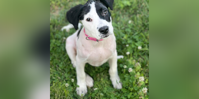 A picture of Leslie the dog looking at the camera