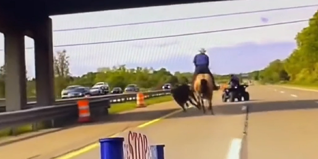 Wrangler and four wheeler chase cow on Michigan highway