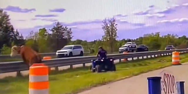 Cow jumps guardrail on Michigan highway