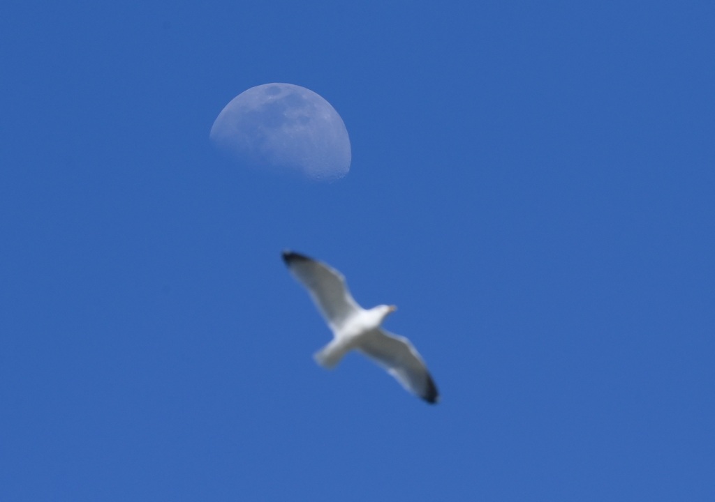 Former users of the drug alleged that the seagulls would just swoop it right out of their hands.