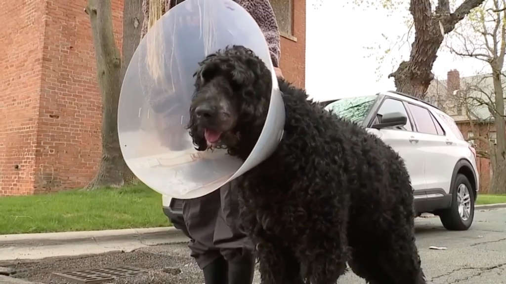 Ace wearing a cone outside.