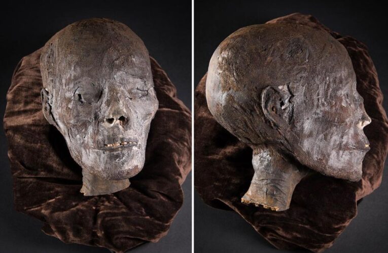 Egyptian mummy head kept in a cupboard for a century for sale
