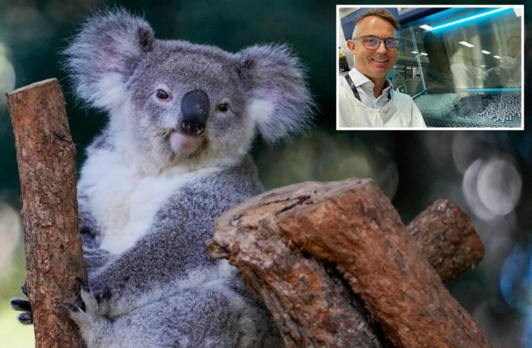 Scientists are vaccinating koalas against chlamydia