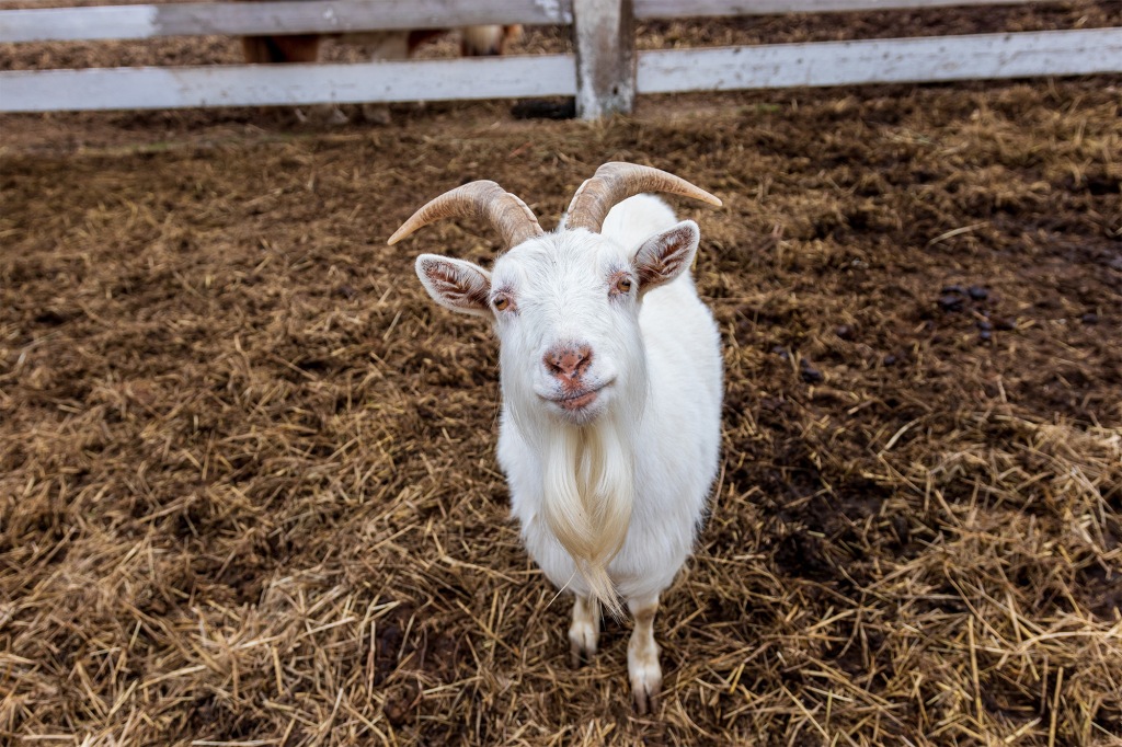 A goat poses for the camera.