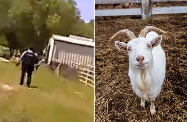 Oklahoma police run toward screaming man, find goat instead