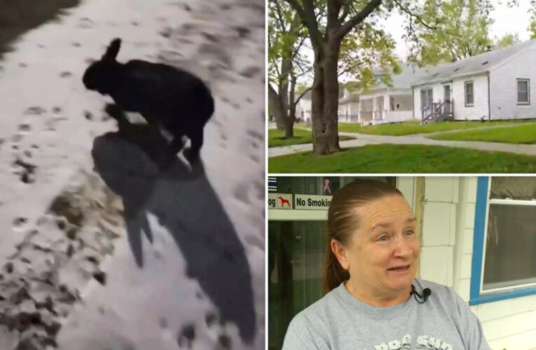Dangerous rabbit ‘terrorizing’ Iowa neighborhood