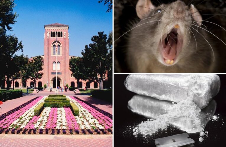 USC halts electroshock experiments on cocaine-addicted rats