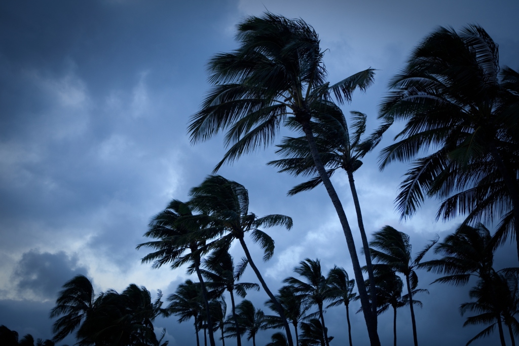 Palm trees in high wind.