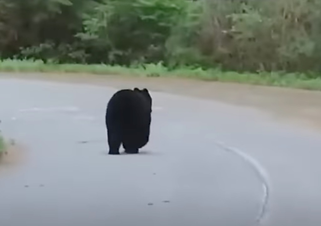 a black bear is pictured