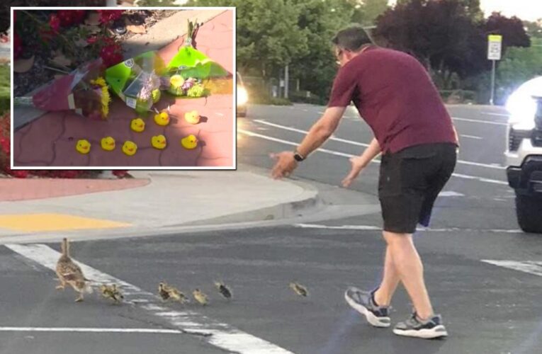 Calif. man fatally hit by car while helping ducks cross road