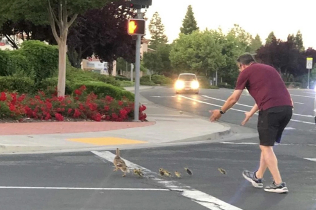 He helped ducks cross the road before a car fatally hit him.