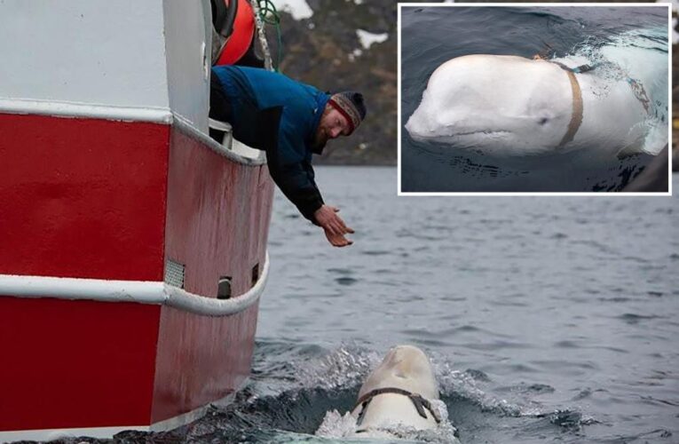 Suspected Russia-trained spy whale seen off Sweden’s coast