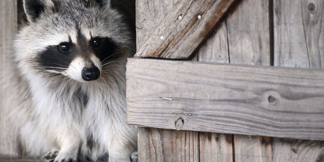 Stock image of a raccoon