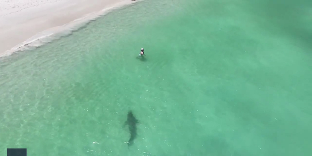 tiger shark western australia