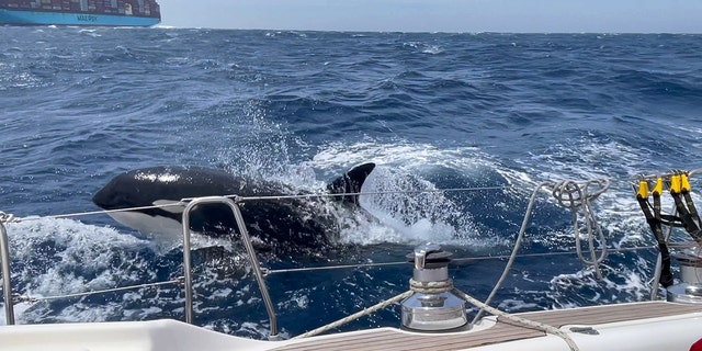 orcas in the water