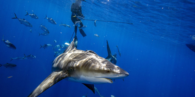 A bull shark swims with a school of fish