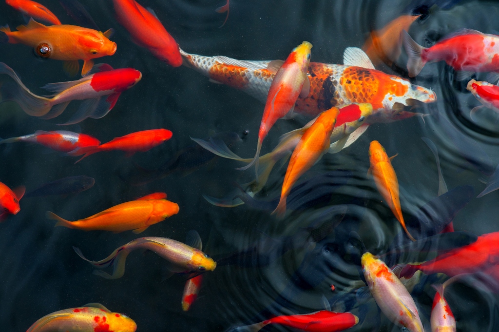 Koi Carps Fish Japanese swimming.