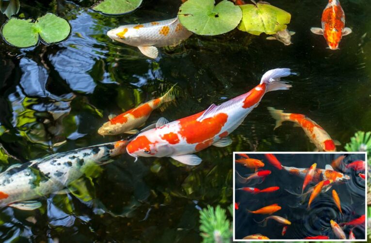 Nearly 100 koi fish go missing in suspected Maryland theft